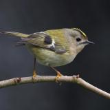 Goldcrest