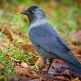 Jackdaw