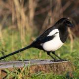 Magpie