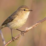 Chiffchaff