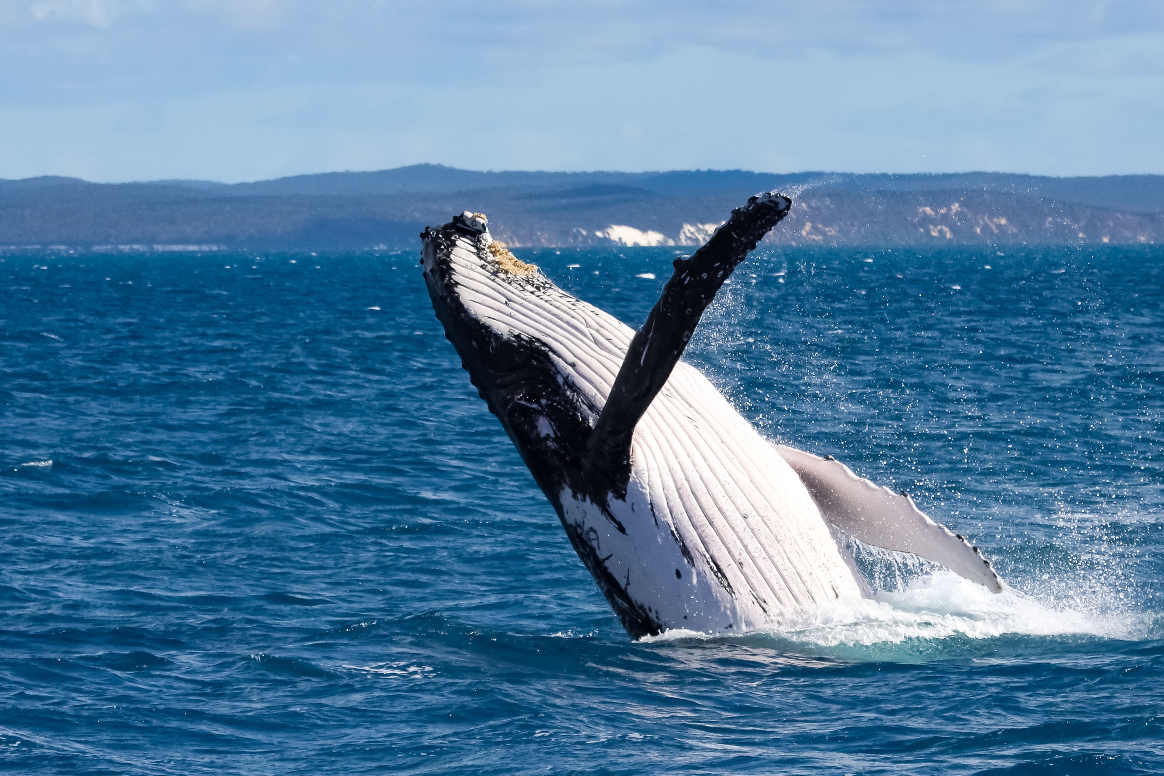 Fraser Coast & Hervey Bay