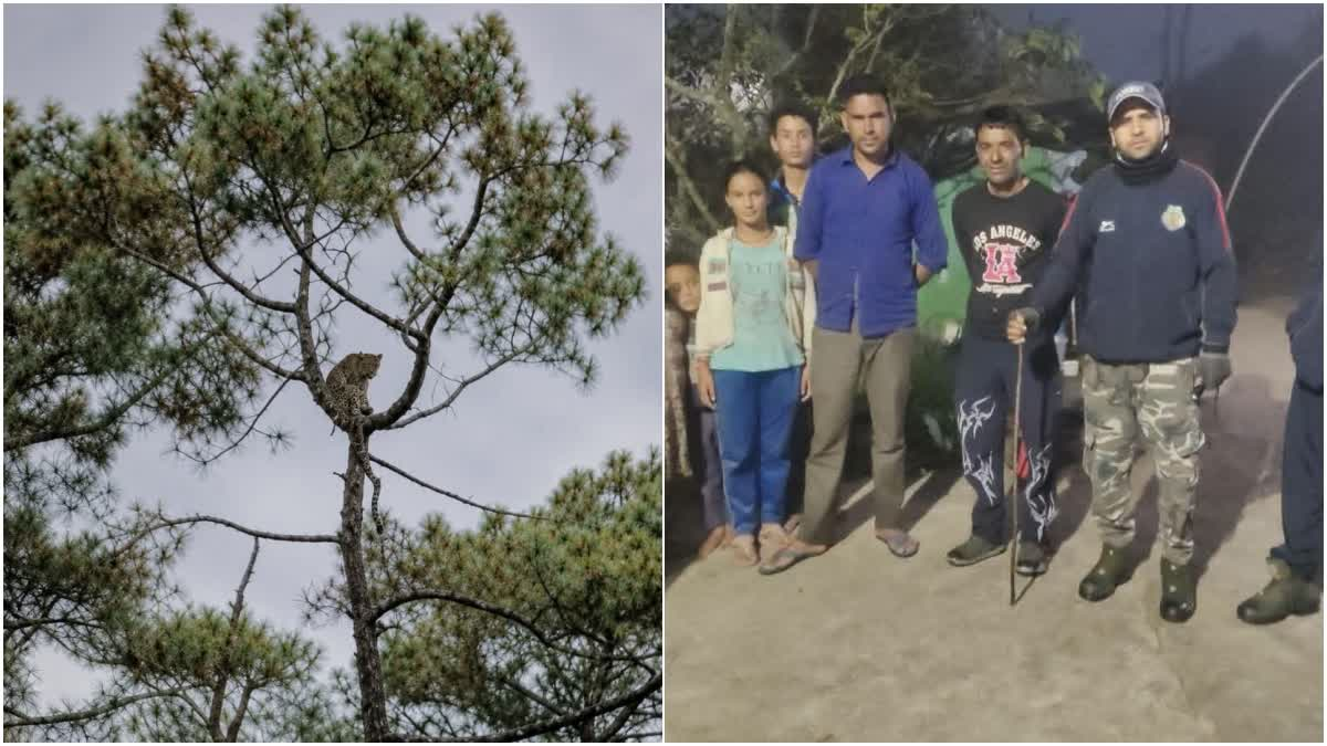 टिहरी में चीड़ के पेड़ पर दिखा तेंदुआ, ग्रामीणों में दहशत; वन विभाग ने बढ़ाई गश्त