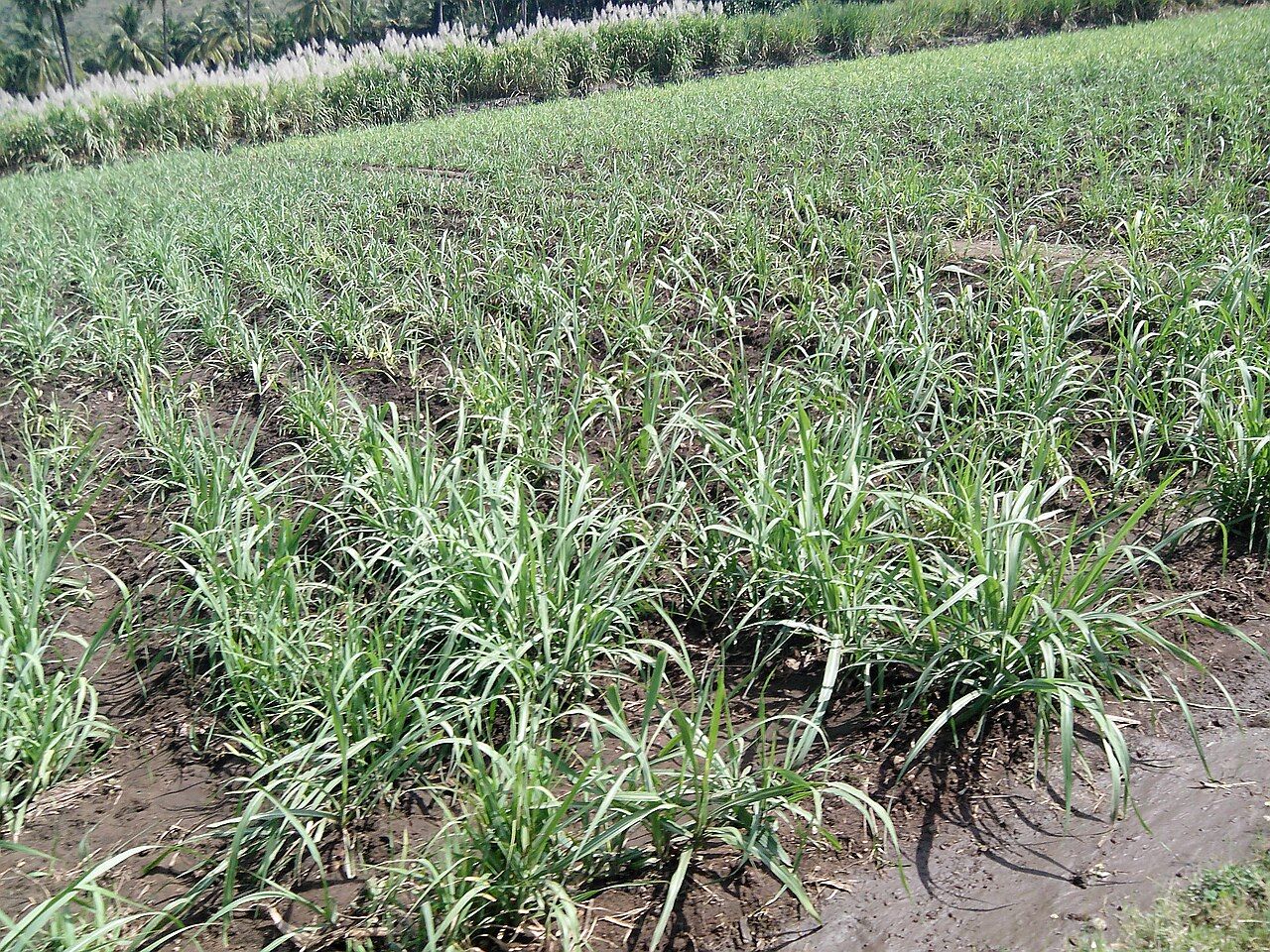 मथुरा की 19 साल से बंद चीनी मिल में लगेगा इथेनॉल प्लांट, हर साल बनेगा 3.96 करोड़ लीटर इथेनॉल