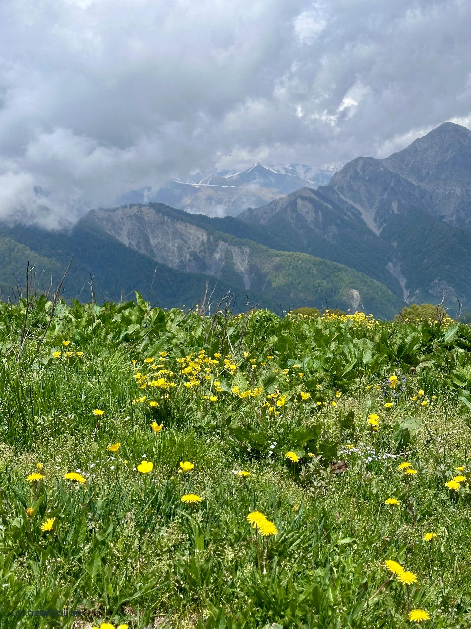 Alpine Wildflower Meadows