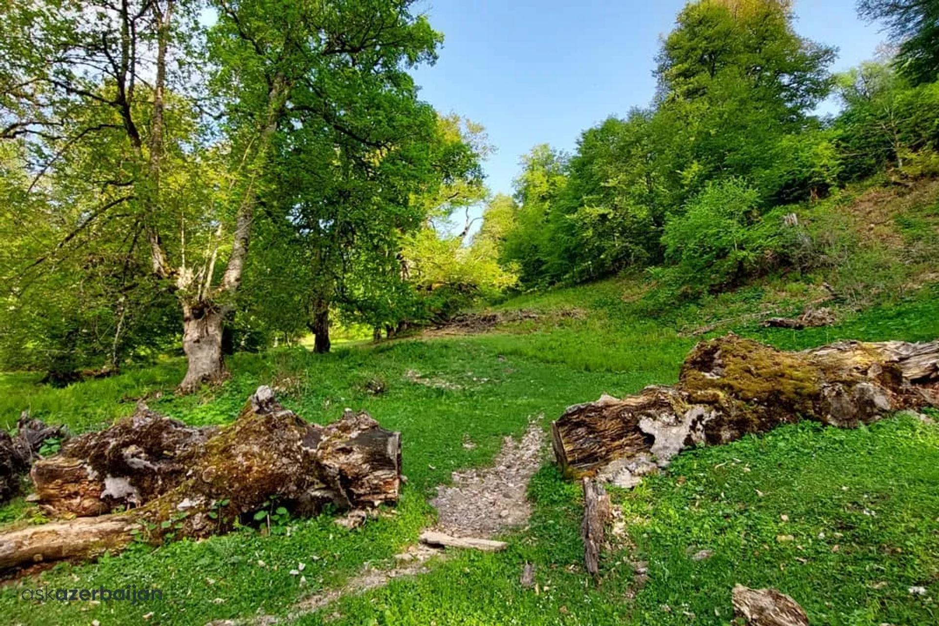 Ancient Hawthorn Forest Trail
