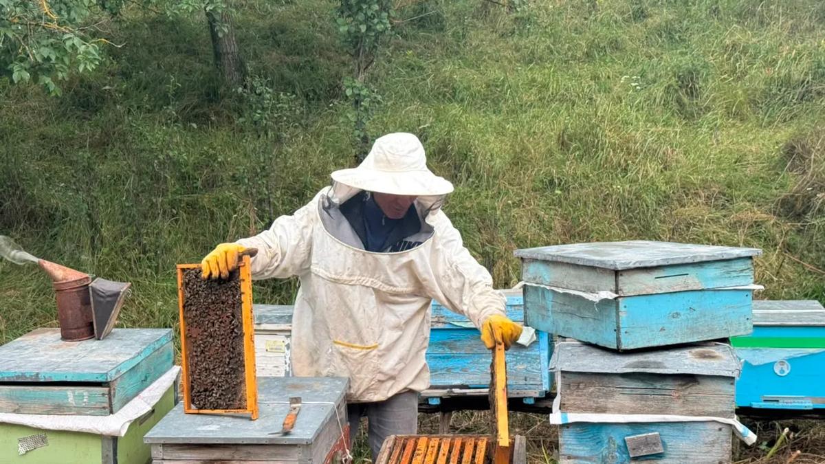 Musa's beekeeping and honey tasting