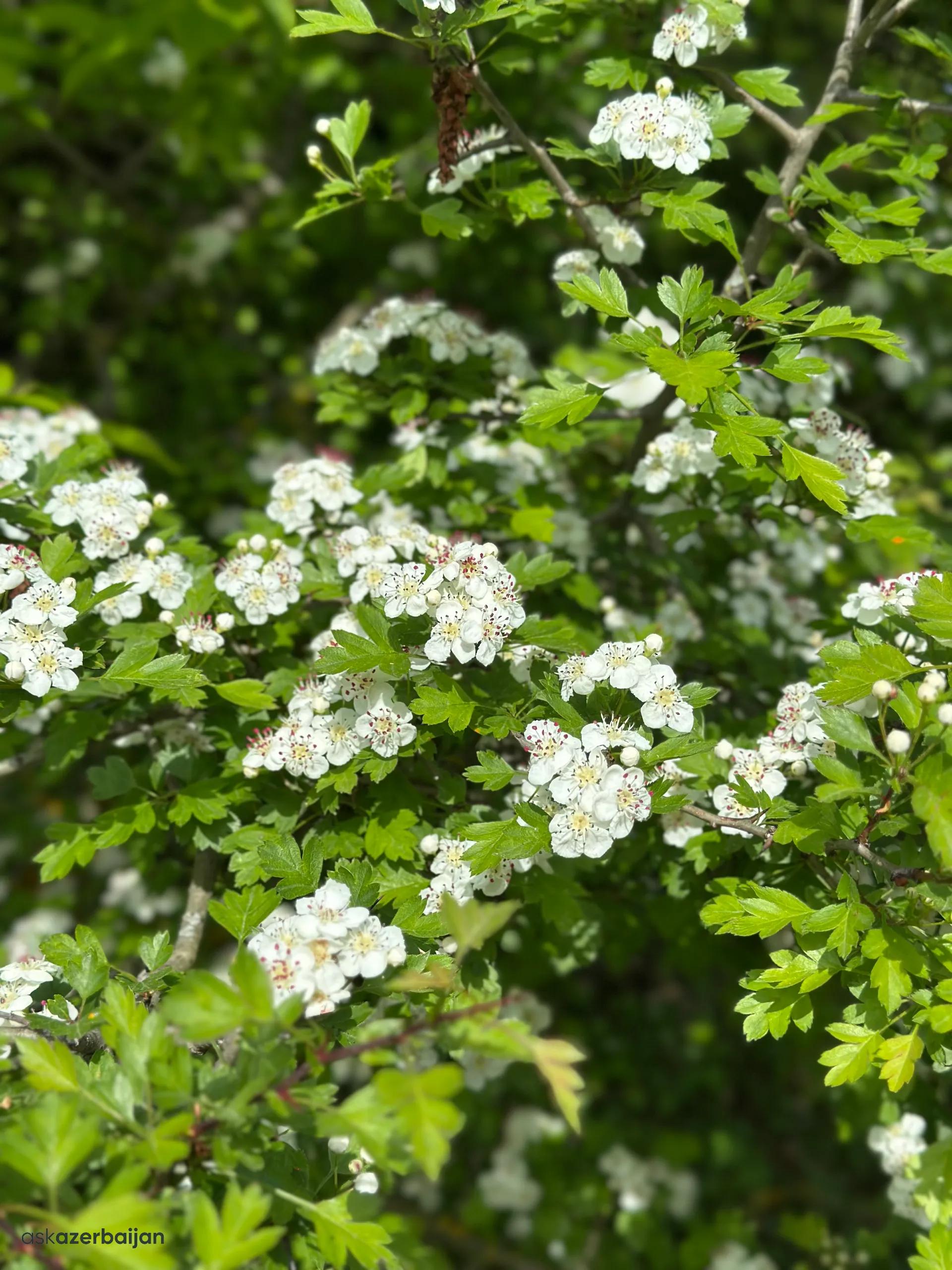 Hawthorn Blossom Forest Trail