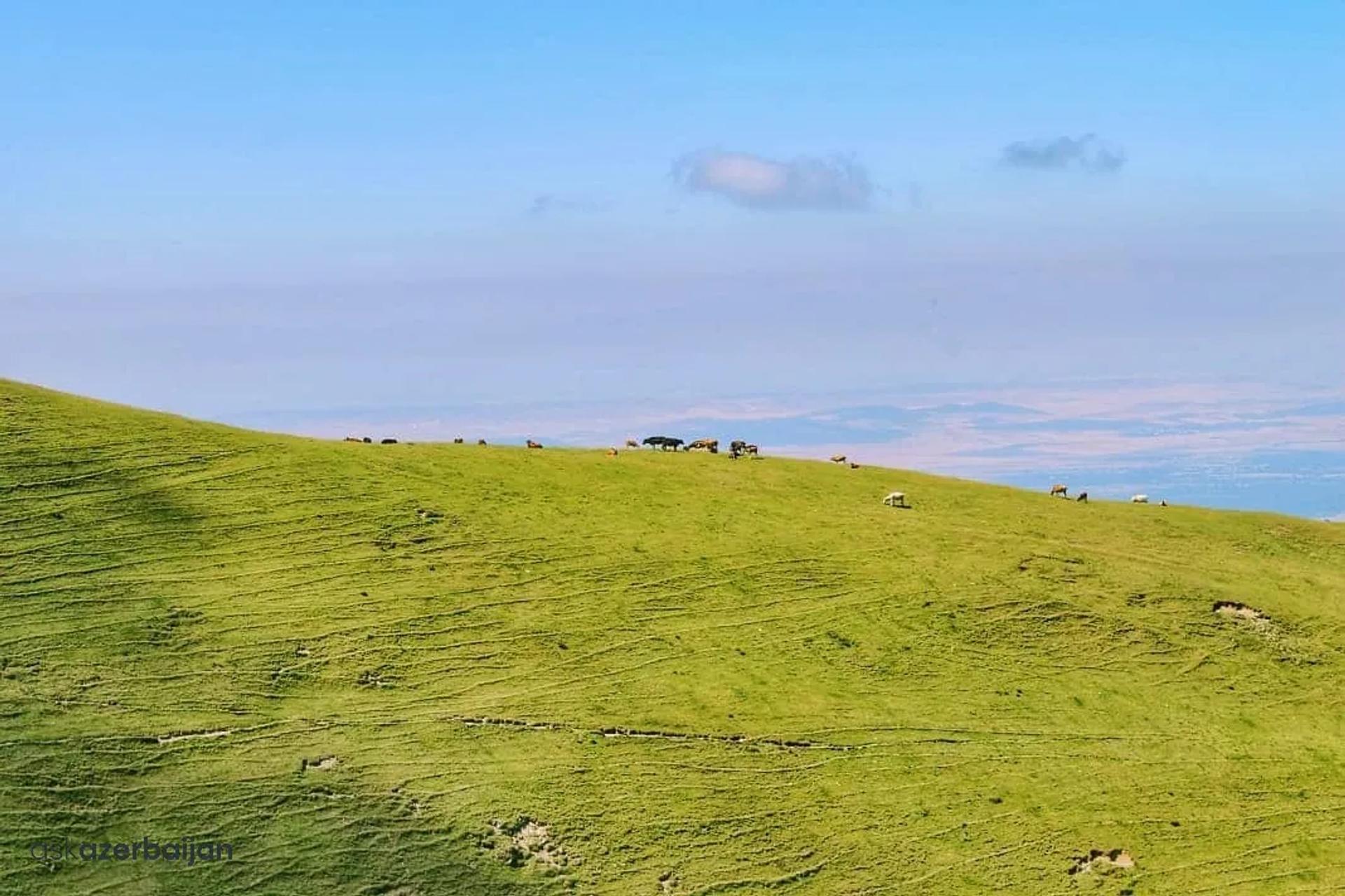 Nomadic Shepherd Pastures