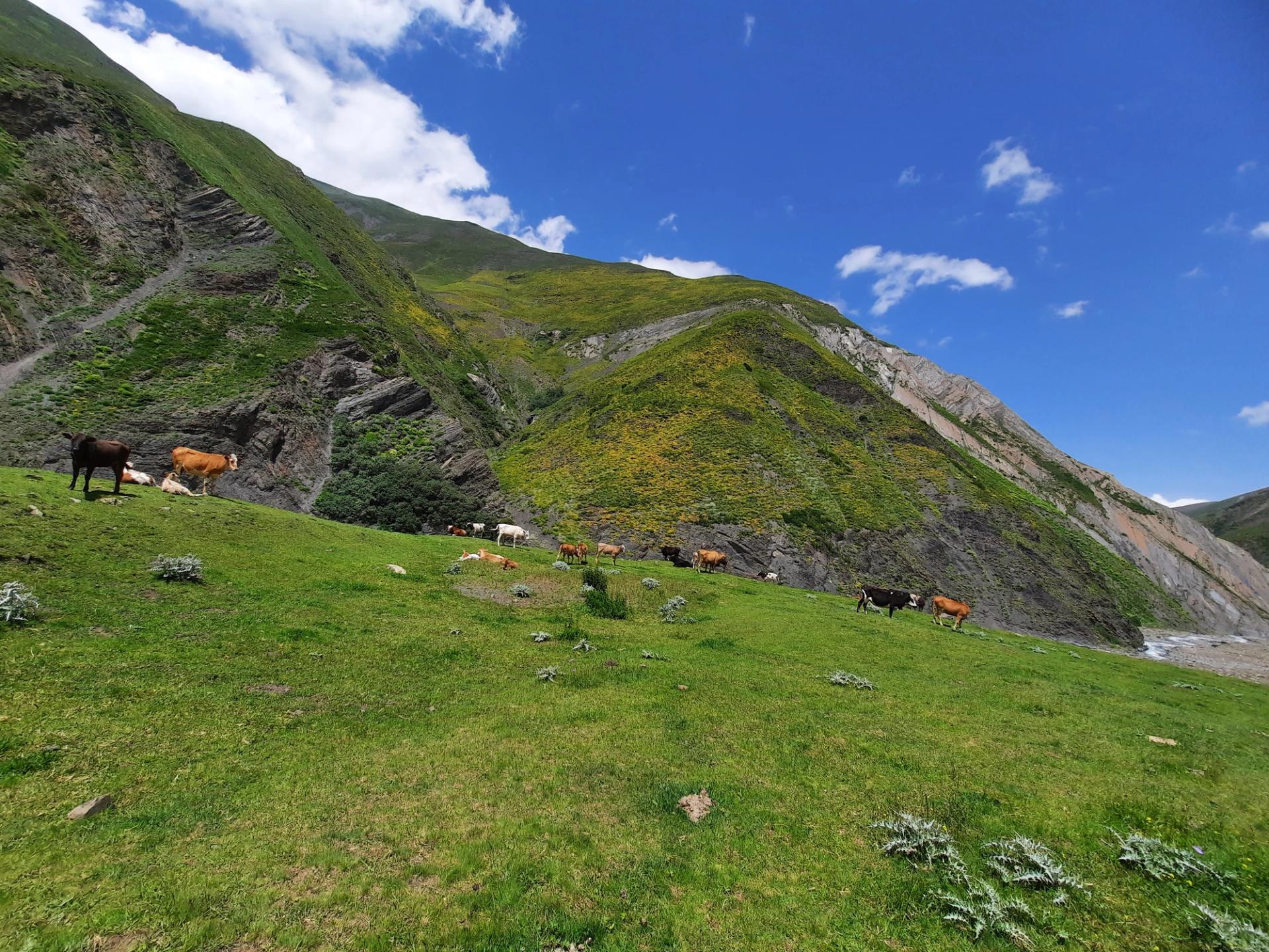 Highland Pastures