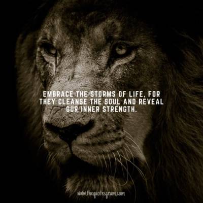 lion about life thoughts