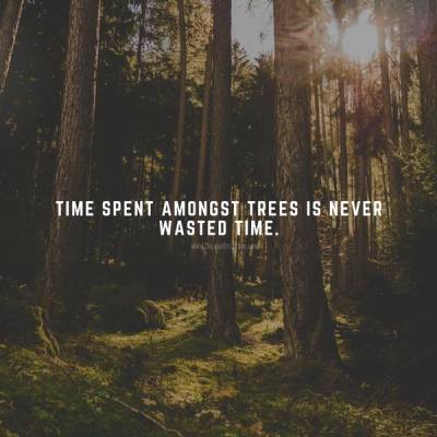 Nature Quotes Beauty Forest