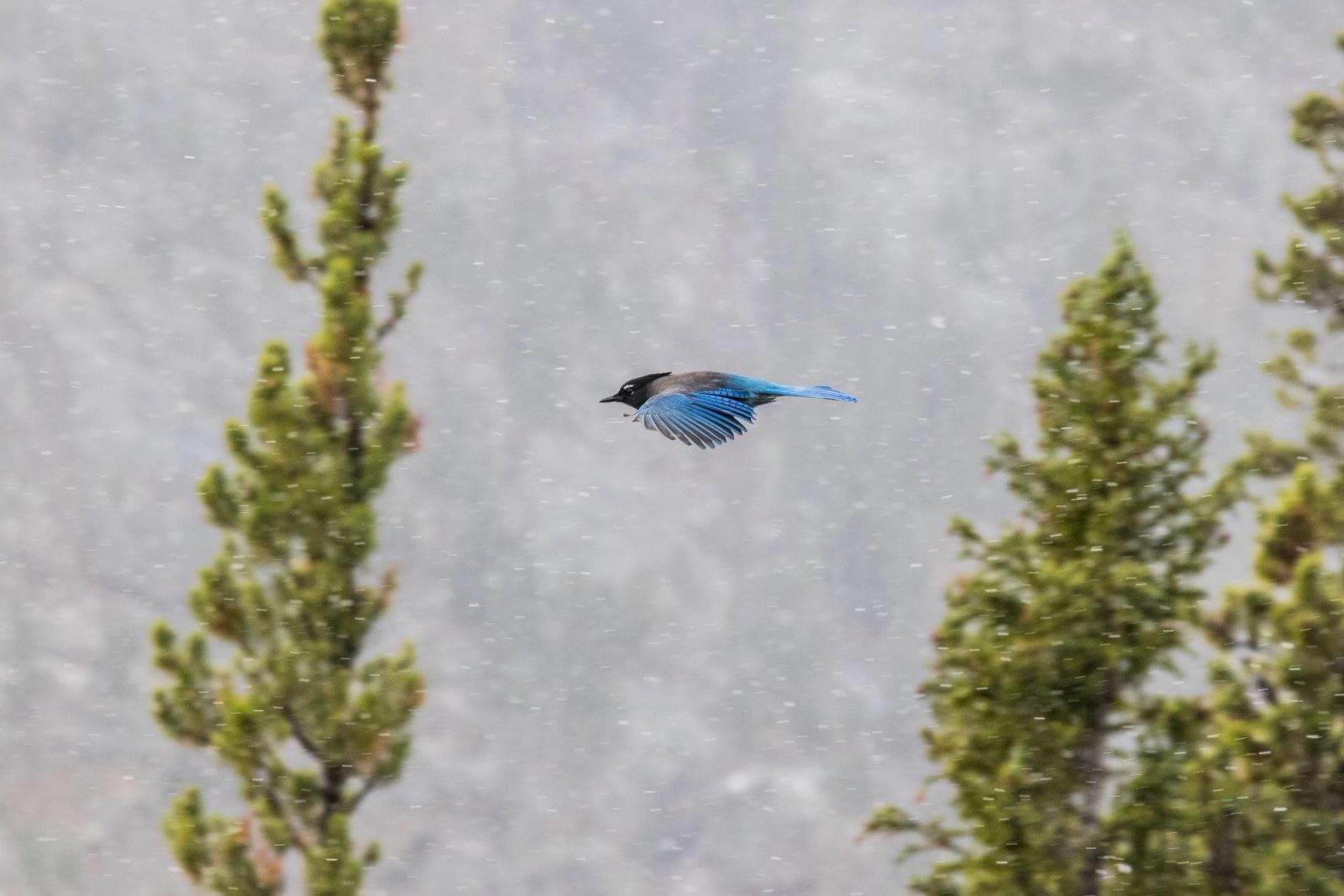 A blue bird with outstretched wings flies horizontally through falling snow with evergreen trees framing both sides of the frame against a gray background.
