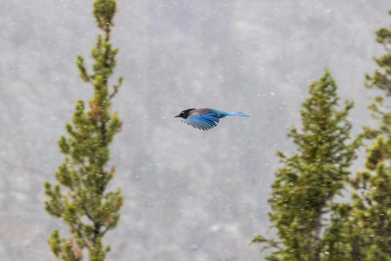 Avian