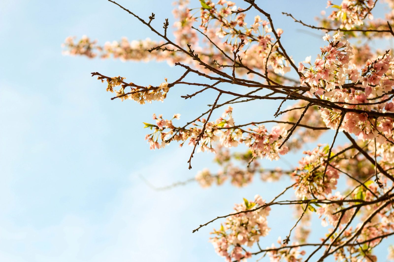 Cherry blossom branches with clusters of pale pink flowers photographed from below against a clear blue sky.