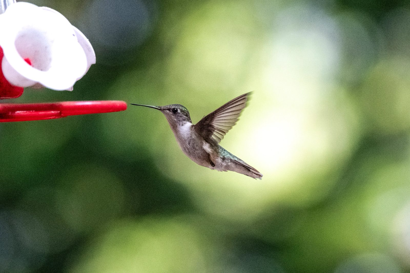 A hummingbird with outstretched wings hovers near a red nectar feeder against a soft green bokeh background.