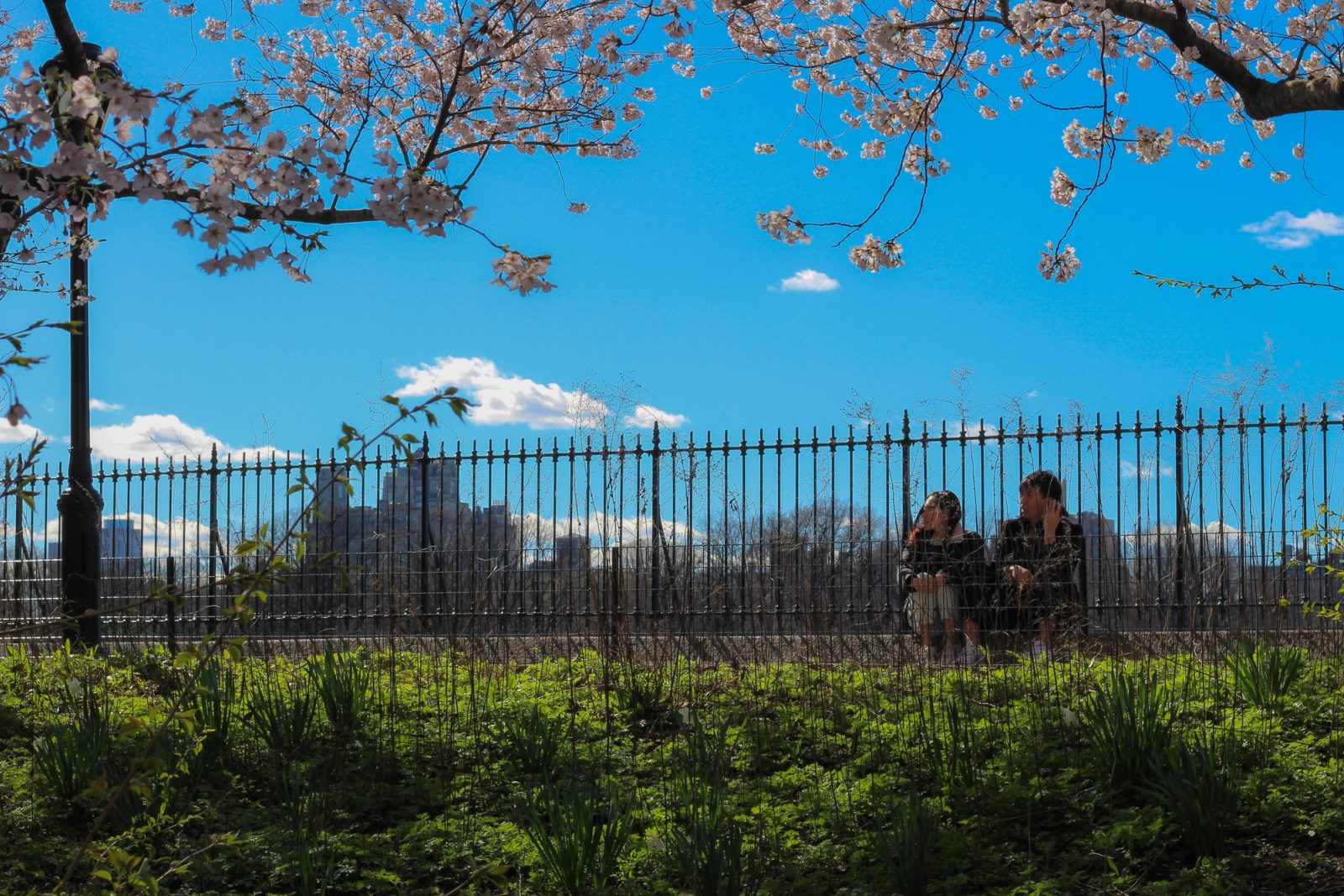 Two people standing by a black iron fence under cherry blossom trees with blue sky and white clouds in the background.