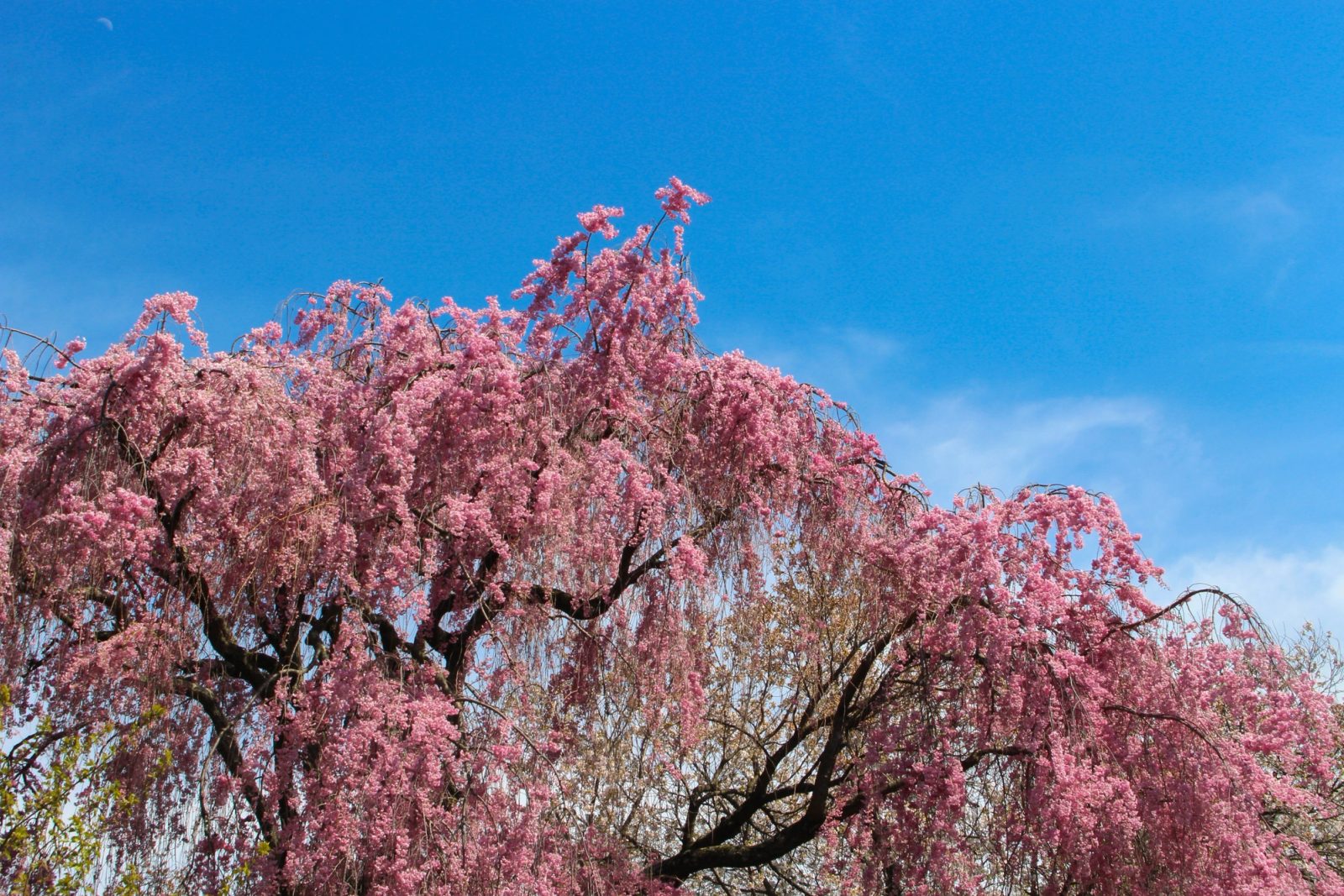A weeping cherry tree with pink blossoms draped over dark twisted branches against a bright blue sky.