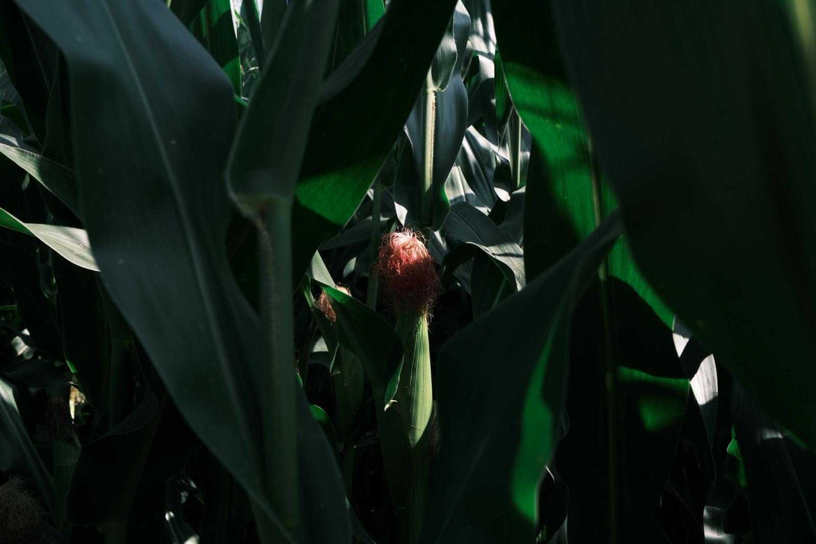Harvest