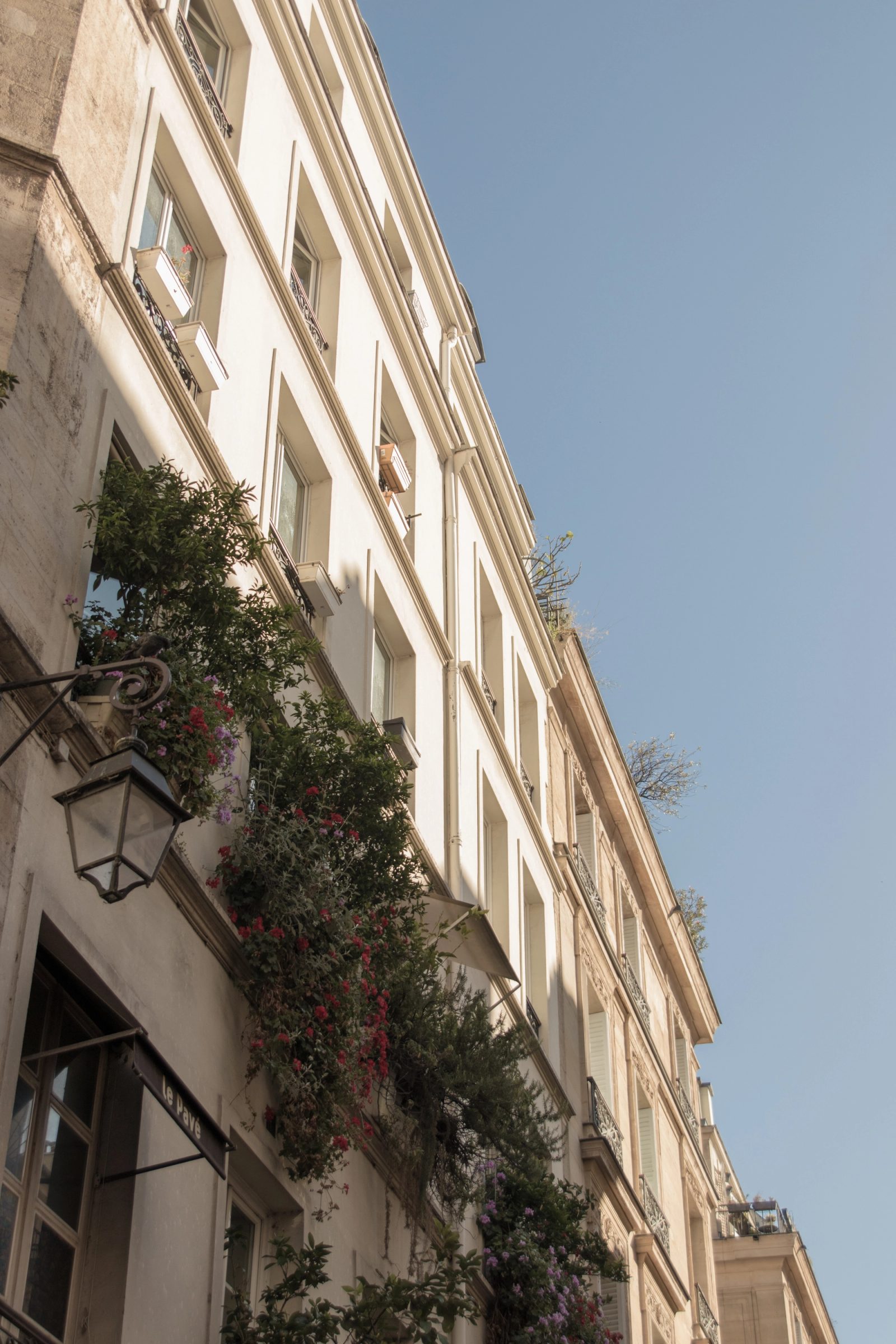 An upward view of a cream-colored European apartment building with multiple rows of windows and flowering vines cascading from a balcony with an ornate street lamp in the foreground.