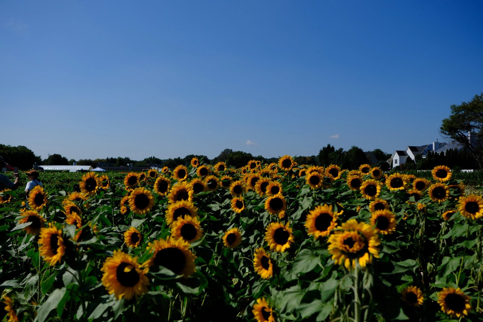 A wide field of blooming sunflowers with green foliage under a clear blue sky, with trees and white buildings visible on the horizon.
