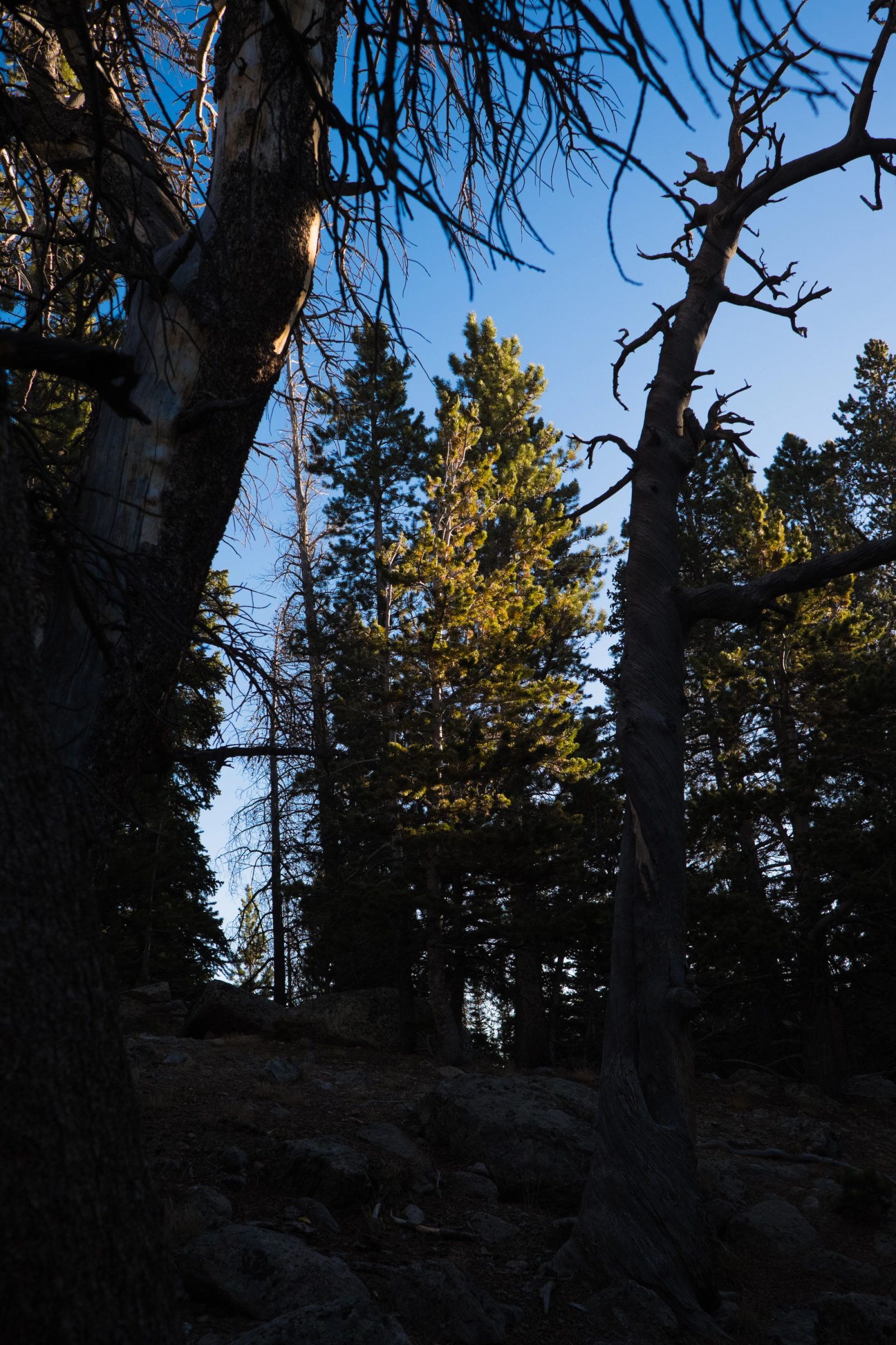 A forest scene shot from below showing dead tree trunks and bare branches framing illuminated evergreen trees against a blue sky.