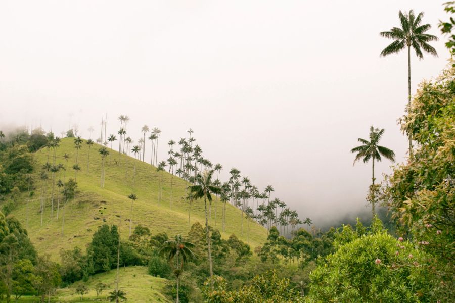 Cloud Forest