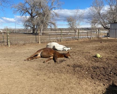 horses laying down enjoying the sun