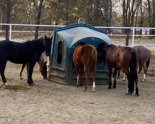 five horses eating at a hay hut together