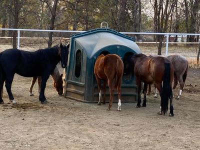 five horses eating at a hay hut together