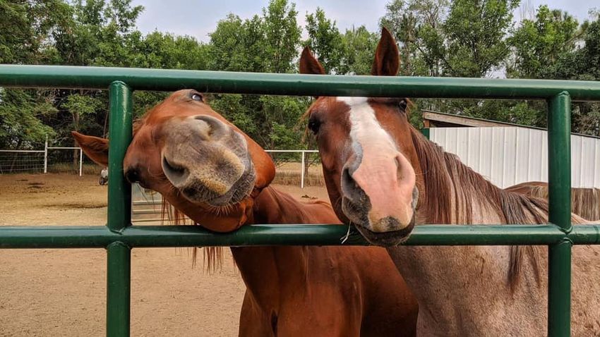 2 horses sticking noses through gate