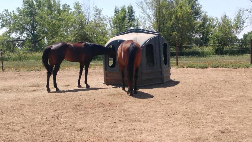 two horses eating at a hay hut