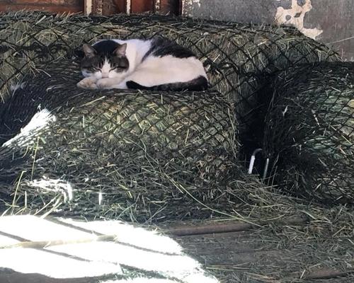 cat sleeping on hay net