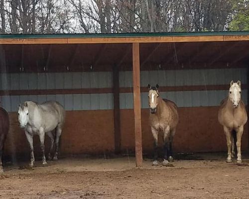 4 horses in shelter