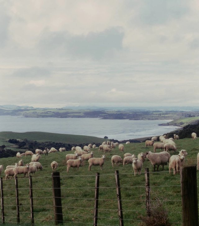Kauri Cliffs