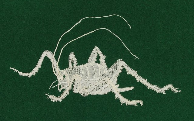 Annabel Davidson Lace