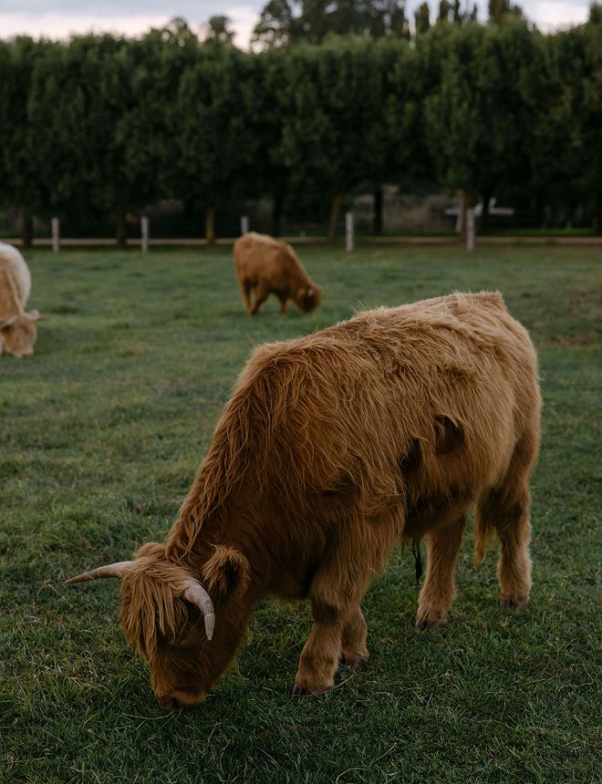 Anneliese & Tom Wedding