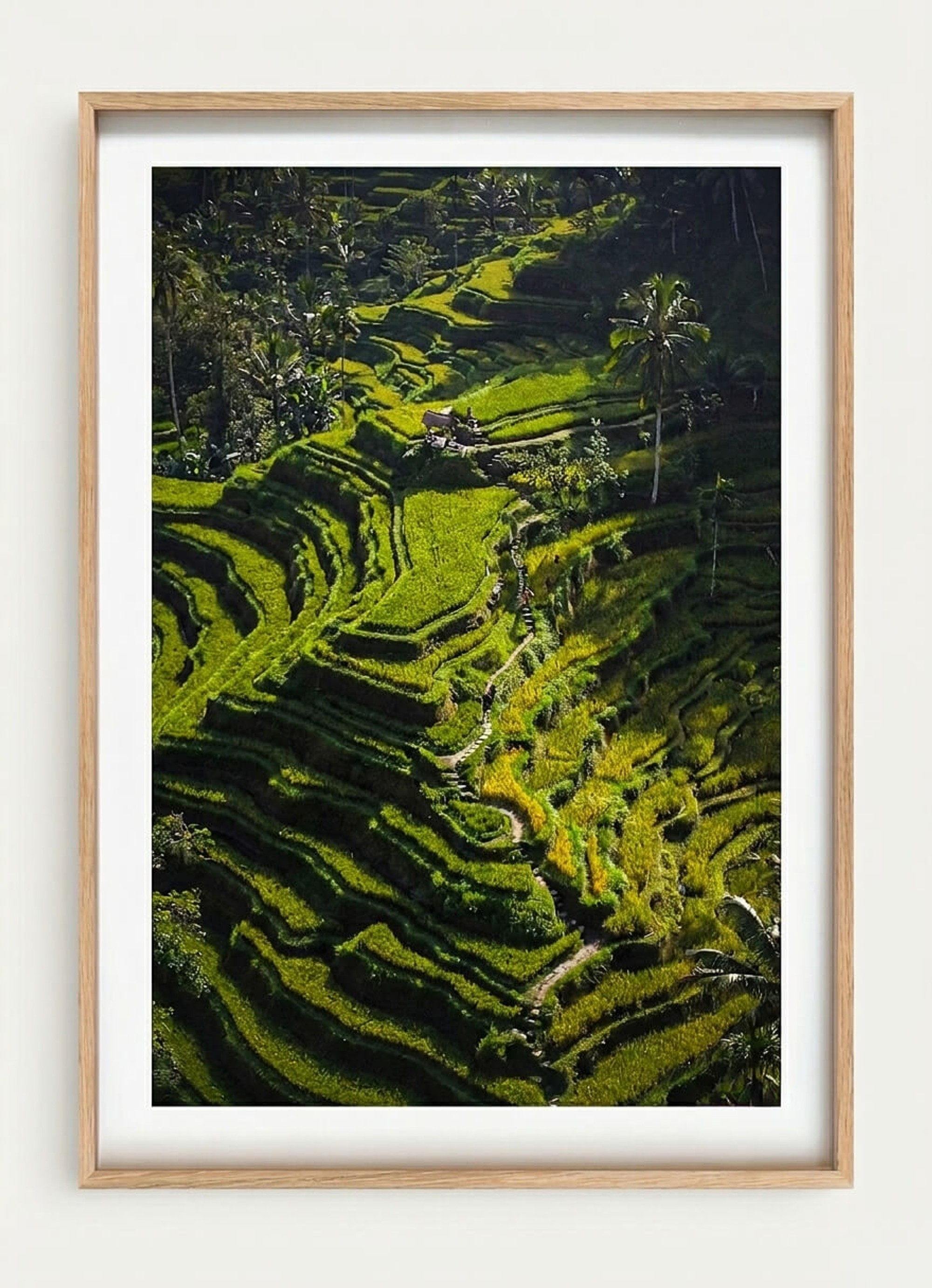 Ricefields