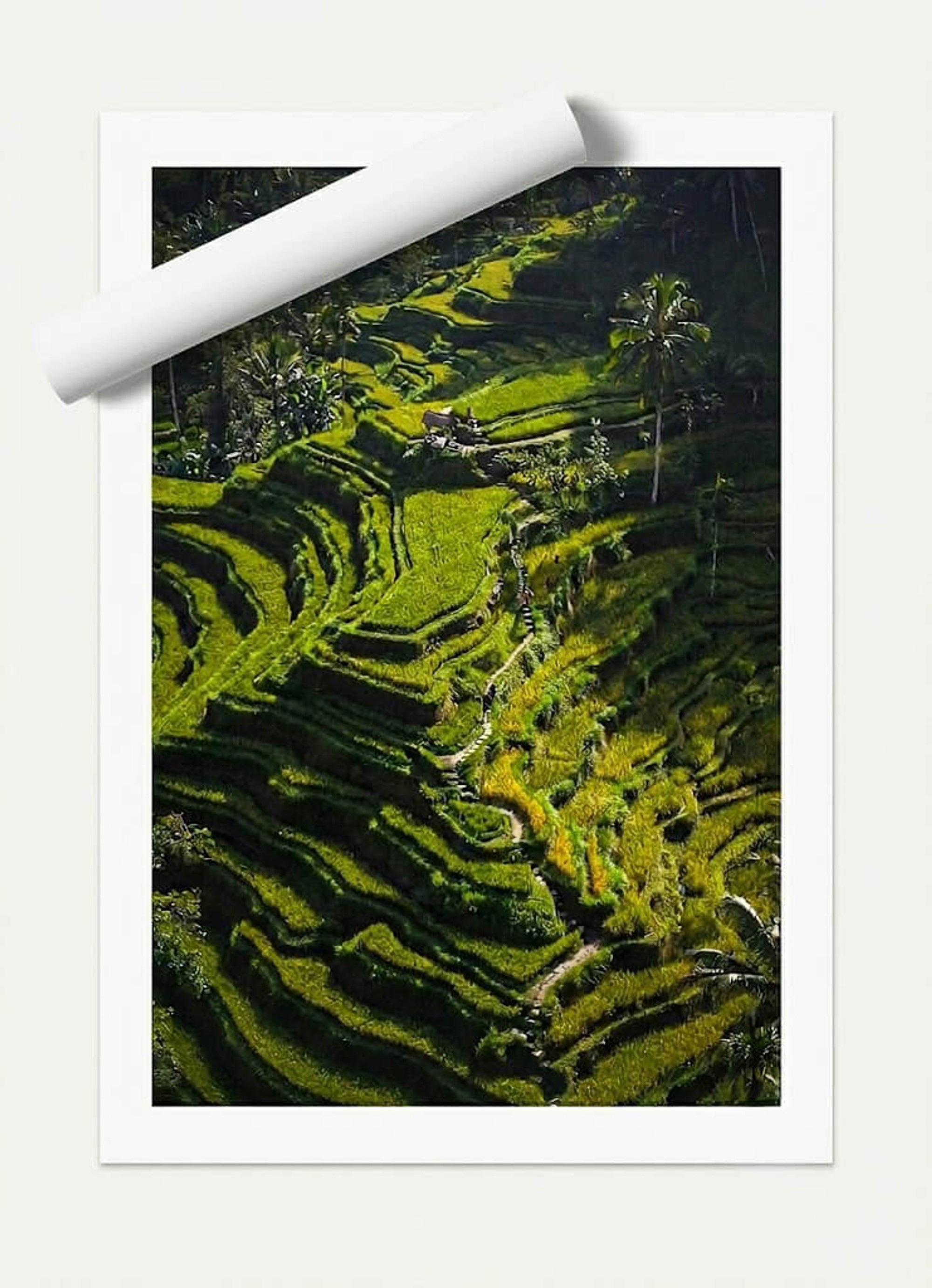 Ricefields