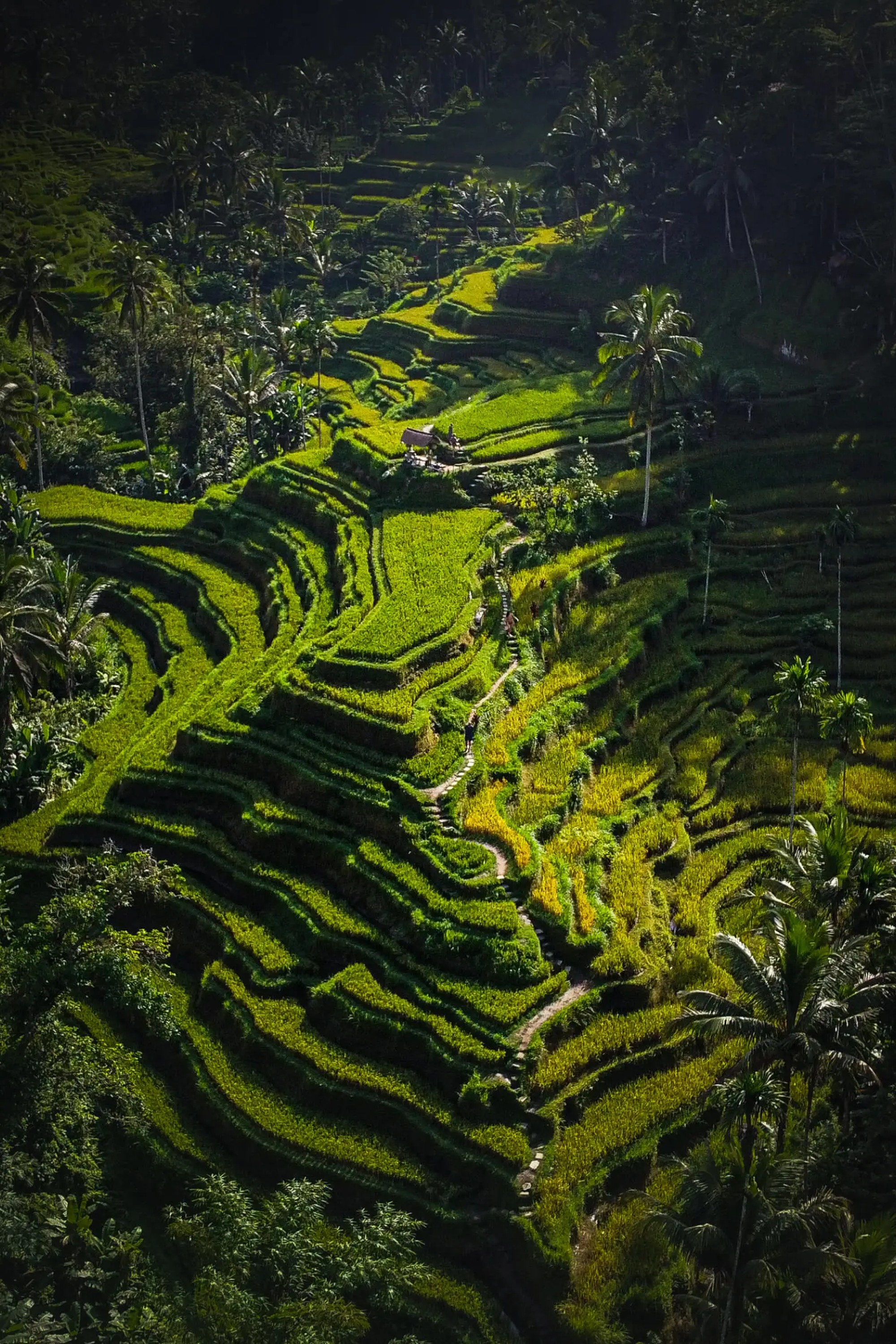 Ricefields
