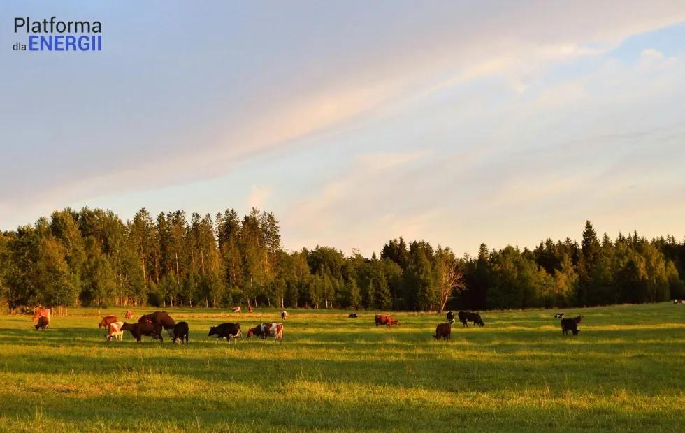 Biogazownie – co naprawdę budzi obawy i dlaczego są one nieuzasadnione
