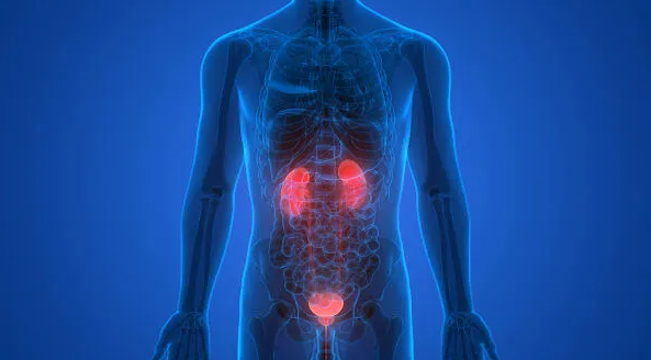 O Sistema Urinário: anatomia, fisiologia e sua importância na homeostase