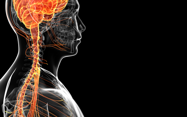 Neuroanatomia: uma visão detalhada do sistema nervoso