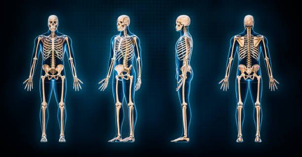 Osso Hioide: o único osso do corpo sem articulação direta