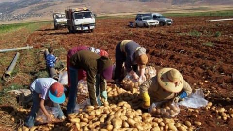 أزمة غذائيّة متفاقمة في لبنان... وأضرار تطال هذا القطاع!