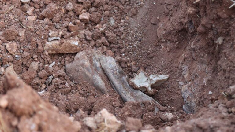 صورة المقالة