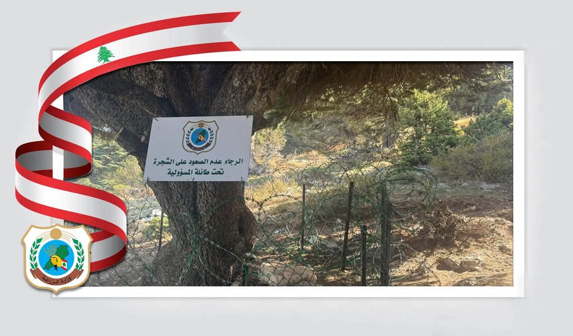 وزارة الزراعة تتحرّك بعد التعدّي على شجرة أرز محمية في عكار وتوقيع تعهّد خطي