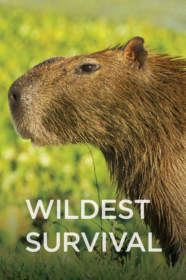 Wildest Survival poster