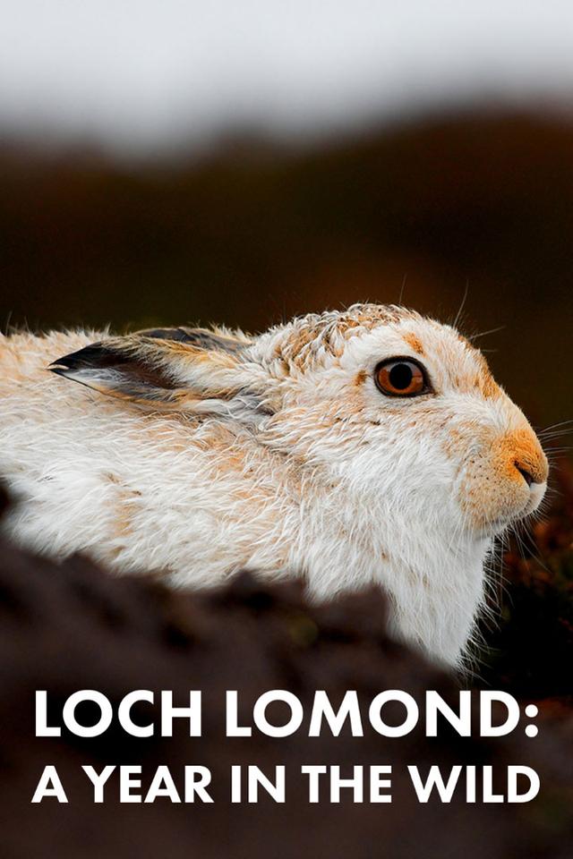 Loch Lomond: A Year in the Wild poster
