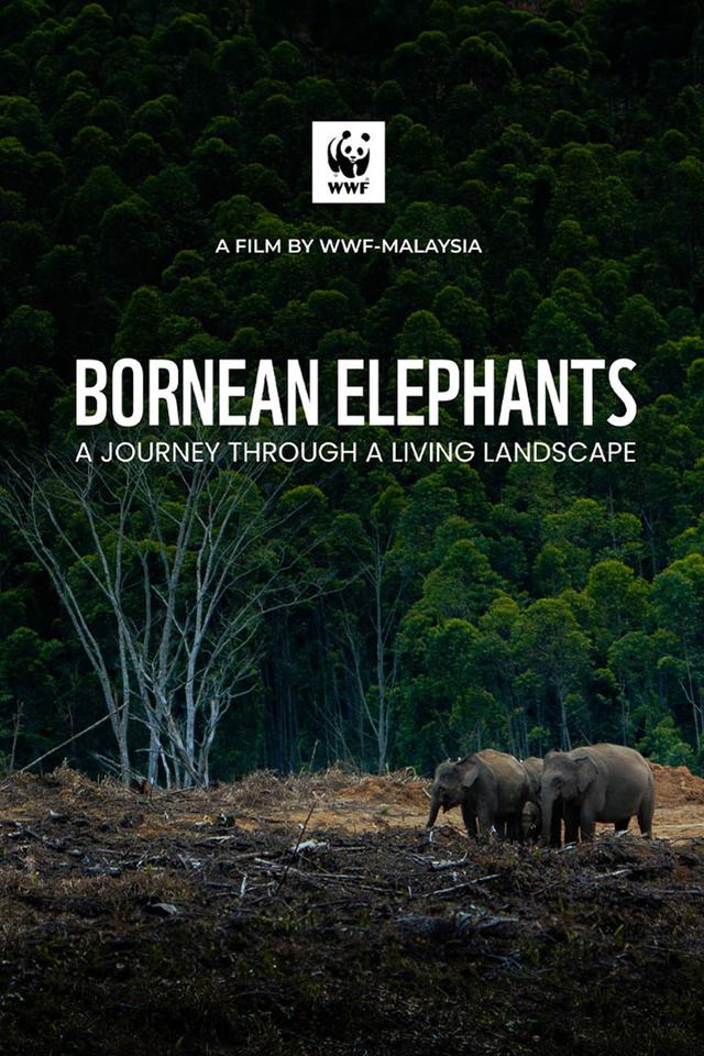 Bornean Elephants - A Journey Through A Living Landscape poster