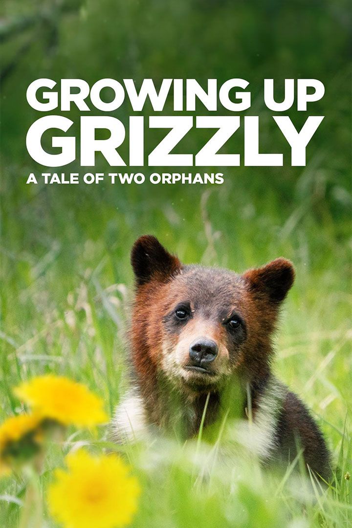 Growing Up Grizzly: A Tale of Two Orphans poster
